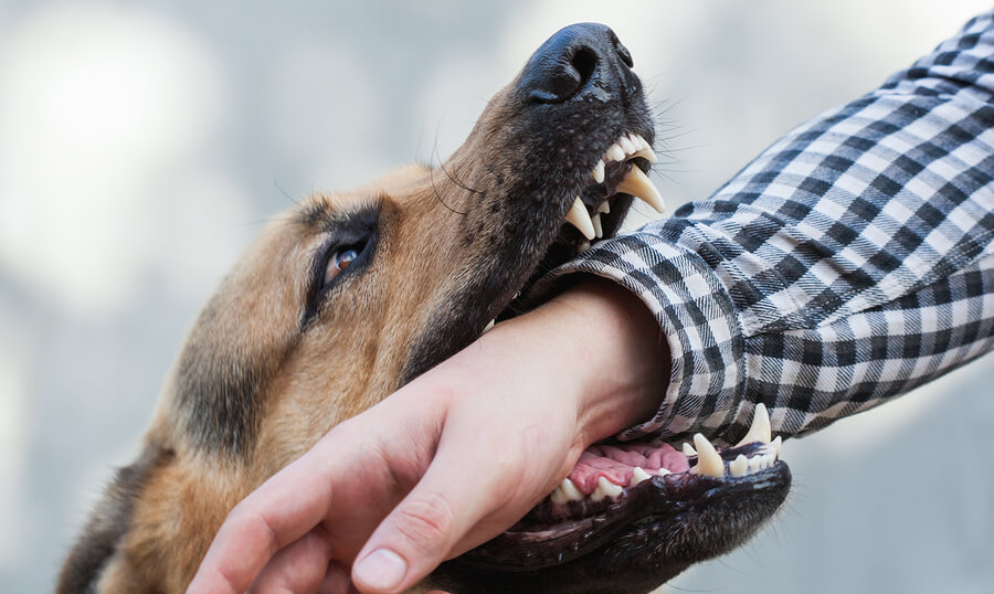 What are the most common Houston dog bite injuries